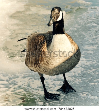 Background with a Canada goose standing on ice