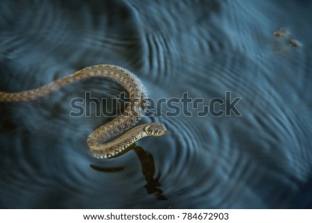 grass snake on water
