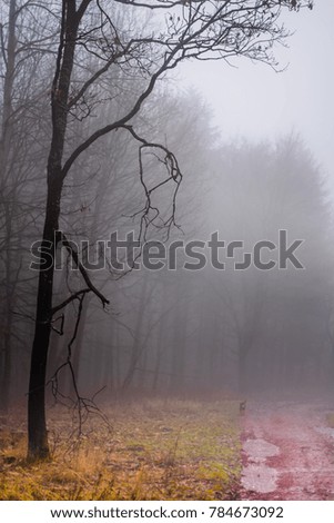 Dark and foggy forest near Lelekovice, Czech Republic, Europe