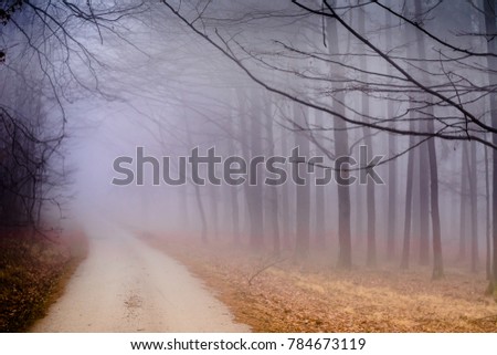 Dark and foggy forest near Lelekovice, Czech Republic, Europe