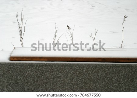 The branches of the bush against the background of white and pure snow. Winter holiday background