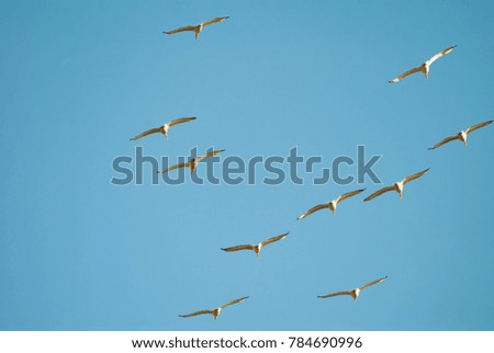 Pelicans flying in flock formation