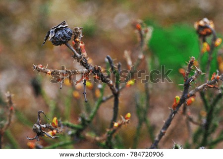 Natural contrast - dried black rose hips on thorny stems near the awakening of green buds young shoots in early spring blurred background. Close-up.