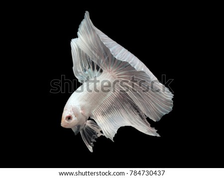 White Siamese fighting fish(Rosetail),fighting fish,Betta splendens,on black background,Fancy Butterfly Halfmoon Betta