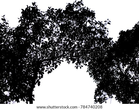 Tree branches tunnel silhouette with white background
