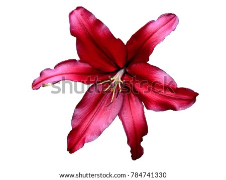 Light brown Lilly close up and isolate on white,clipping path include