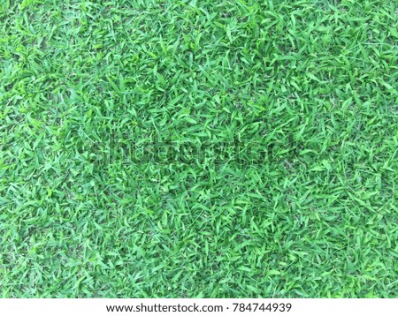 Background and texture of beautiful natural green grass color garden in backyard that can play sport or football of summer in THAILAND which don’t need to take care or water in everyday.
