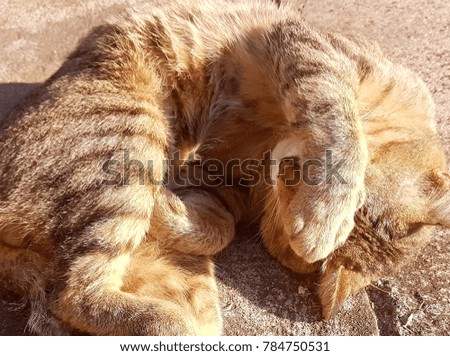 close up. Tiger Skin Cat. Sunbathe Cute Cat. Face palm Cat.