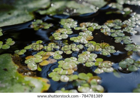 close up Duckweed, sunlight in the morning,selective focus.
