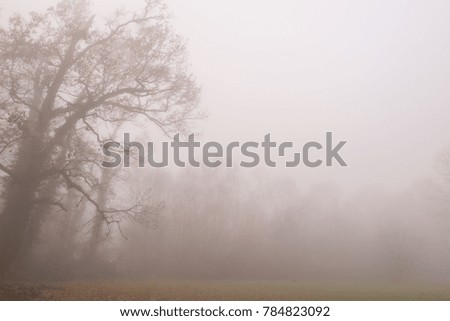 Autumn scenery in the forest with thick fog and a mystery mood