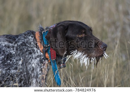 Hunting Dog with Porcupine Quills