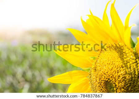 sunflower in blooming in the field,  sunflowers backgrounds