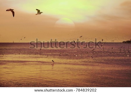 Silhouette of seagull on sunset scene.