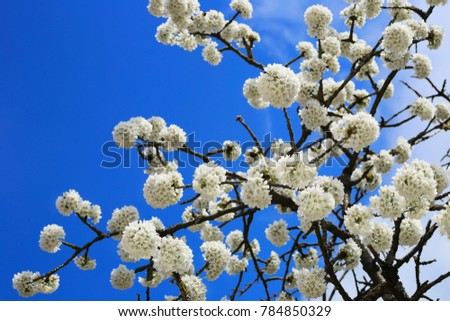 White cherry flowers and blue sky. Spring blossoming cherry branches in a bright blue sky. Delicate  spring floral background