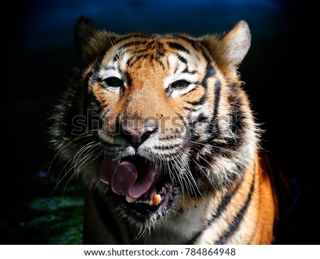 Front views of Tiger opens the mouth in Kuala Lumpur, December 25, 2017. 