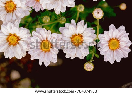 white flower or white flower image use for white flower background