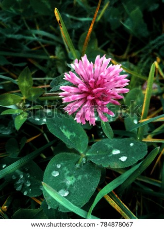 wild clover flower with drops of dew