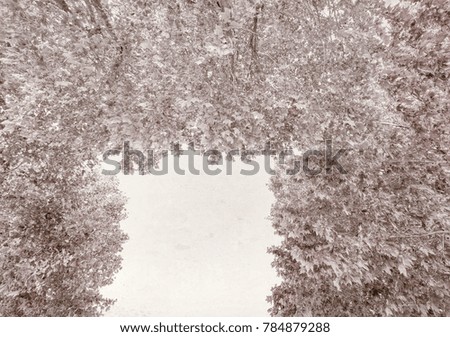 Vintage photo of trees and vegetation.