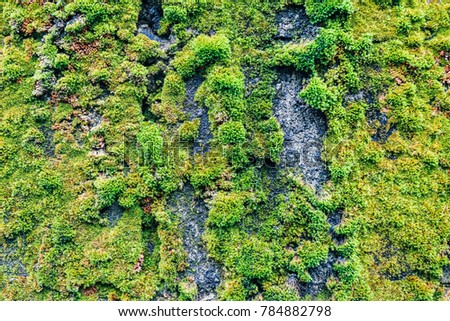 dark Green and yellow moss  on an old stone wall,Moss usually grows among trees or damp wall areas under large shade trees,lichen for texture background with copy space.