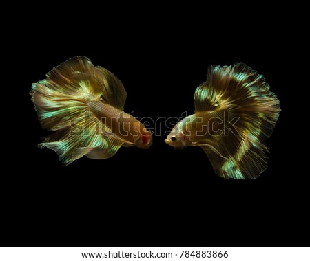 The beauty of golden betta splendens or Siamese fighting fish