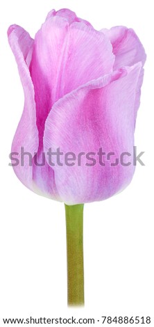 a picture of one Bud to a blossoming flower marble pink Tulip close up on a green stalk isolated on white