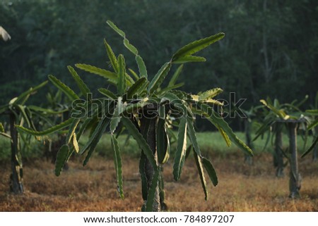 Agriculture in Thailand , Dragon fruit
