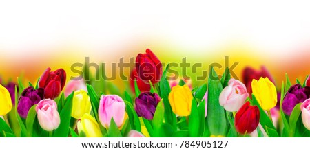 Tulip colorful flower panoramic border on white. Greeting card background