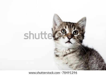 looking up little kitten on white background