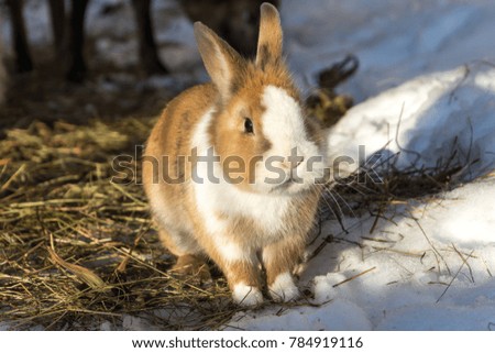 A cute little rabbit on straw in the snow