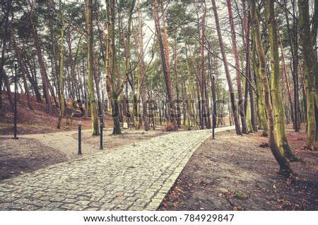 Park path with leafless trees, color toned picture.