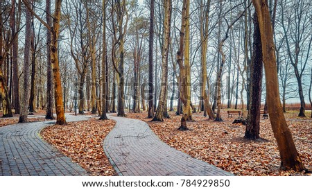 Park path with leafless trees, cinematic look stylized picture.