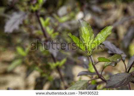 Green Leaves of Basil 