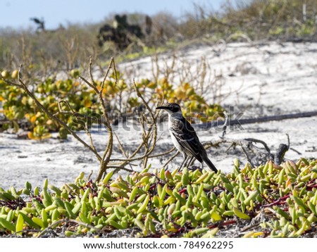 Galapagos Mockingbird, Nesomimus parvulus, on colorful coastal vegetation, Santa Cruz, Galapagos Islands, Ecuador