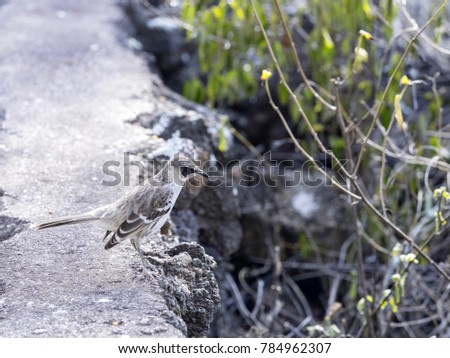 Galapagos Mockingbird, Nesomimus parvulus, on stone wall, Santa Cruz, Galapagos Islands, Ecuador