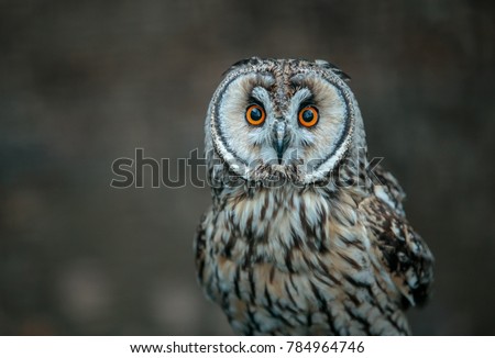 The short-eared owl is a species of typical owl. Owls belonging to genus Asio are known as the eared owls, as they have tufts of feathers resembling mammalian ears.