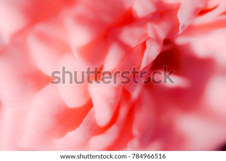 Valentine background  blur pink rose