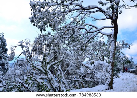 The snow-covered forests, trees, ground and rocks are covered in snow and silver-white world under the blue sky.