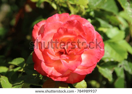 Pink rose in full spring sunshine