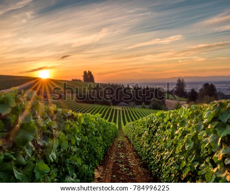 Sun rising over a vineyard in Willamette Valley Royalty-Free Stock Photo #784996225
