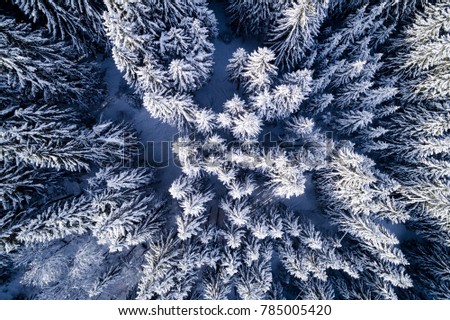 aerial flight with drone over coniferous forest in winter in austria in salzburg