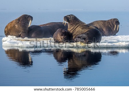 Walruses in the Arctic