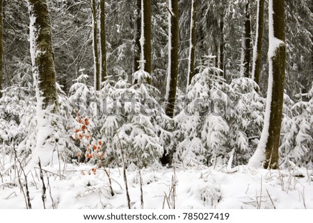Snowy fir trees in the winter forest.