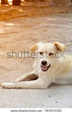 Dogs smile, cute, colorful, very cute. It is a very complete picture.