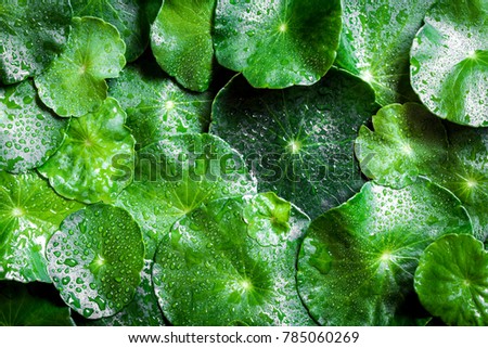 Close up circle green leaf decoration with water rain drop as abstract green background from Centella asiatica ,fresh  herb plant background