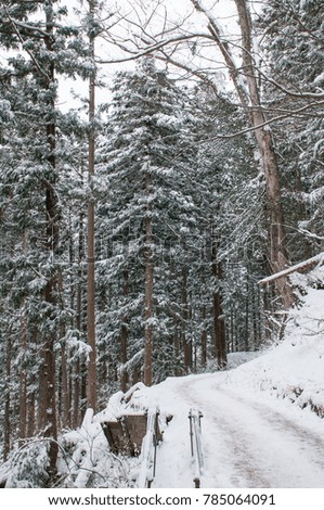 Snow in the forest.winter season
