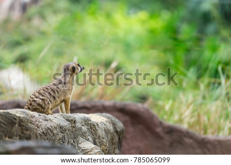 A cute suricate or meerkat
