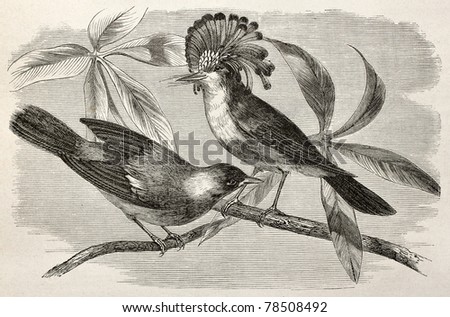 Old illustration of Royal flycatcher (Onychorhynchus coronatus). Created by Riou, after Rouyer and Badoursau, published on Le Tour du Monde, Paris, 1864