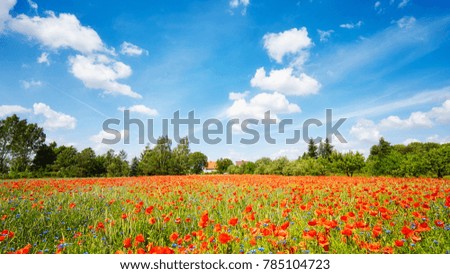 Poppy meadow with the blue sky.