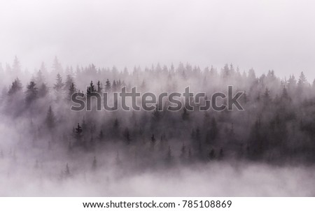 Misty morning view in wet mountain area . Winter Pine Forests.