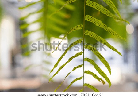 close up photo of fern detail of foliage pattern